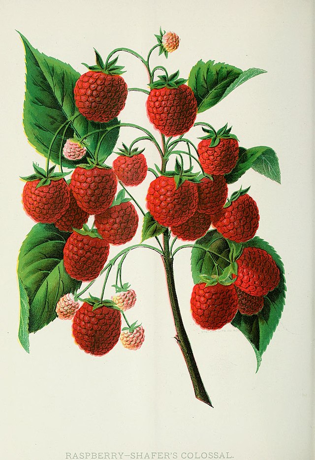 Thoughts on Community Engagement Thanks to Picking Berries